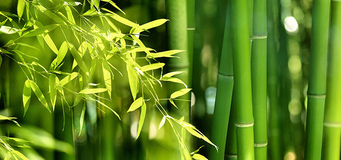 Bamboo clothing? A guide to an astonishing fabric