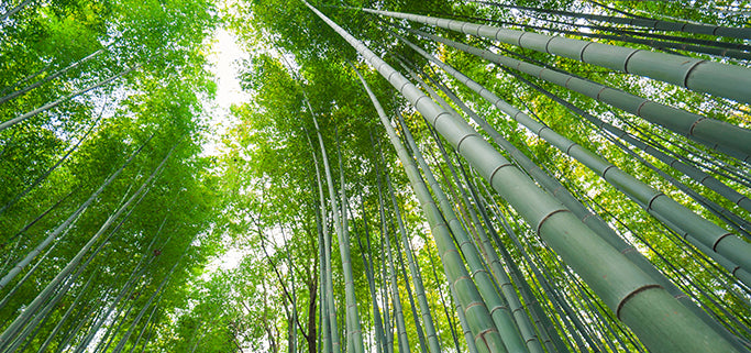 Is bamboo clothing sustainable?