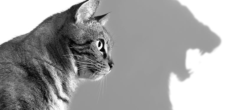 The simplest way to attain ultimate confidence