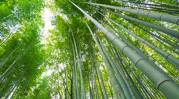 Is bamboo clothing sustainable?